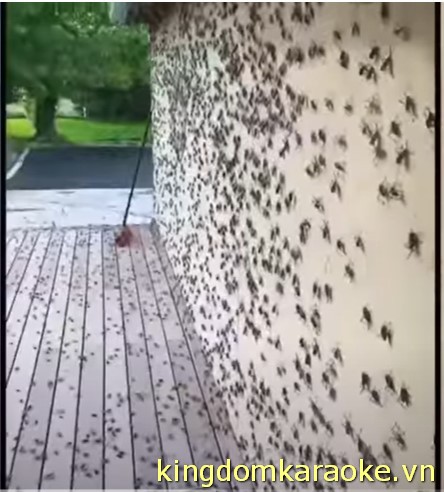 crickets invade nevada town