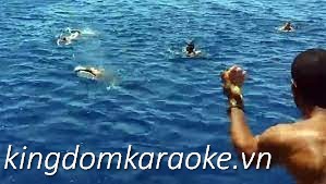 Hai Attacke Hurghada Heute Video