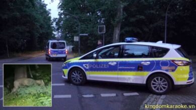 Löwin Berlin Polizei Video