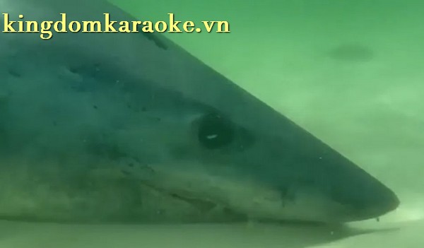 Mako shark Pensacola Beach
