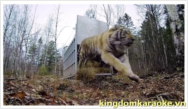 Saber Tooth Tiger Go Pro Footage