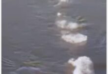 Lake Ladoga Eel Real Footage