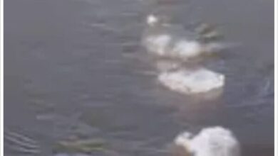 Lake Ladoga Eel Real Footage